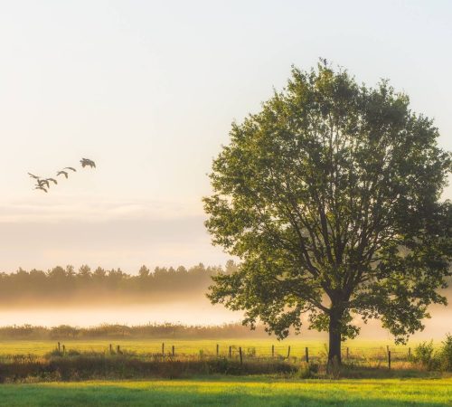 beautiful-shot-big-green-leafed-trees-grassy-field